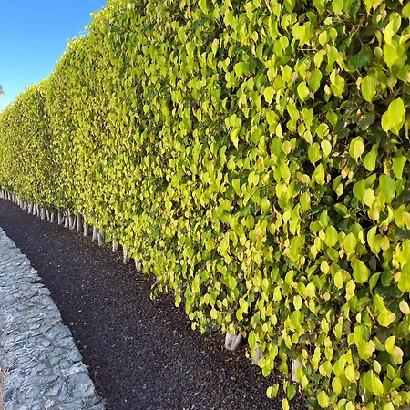 Isla Feliz San Miguel de Abona