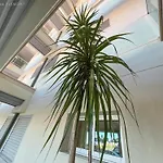Isla Feliz * 圣米格尔德阿沃纳